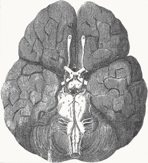 Thomas Willis, Cerebri Anatome (1664) — Circle of Willis. Engraved by Christopher Wren.
