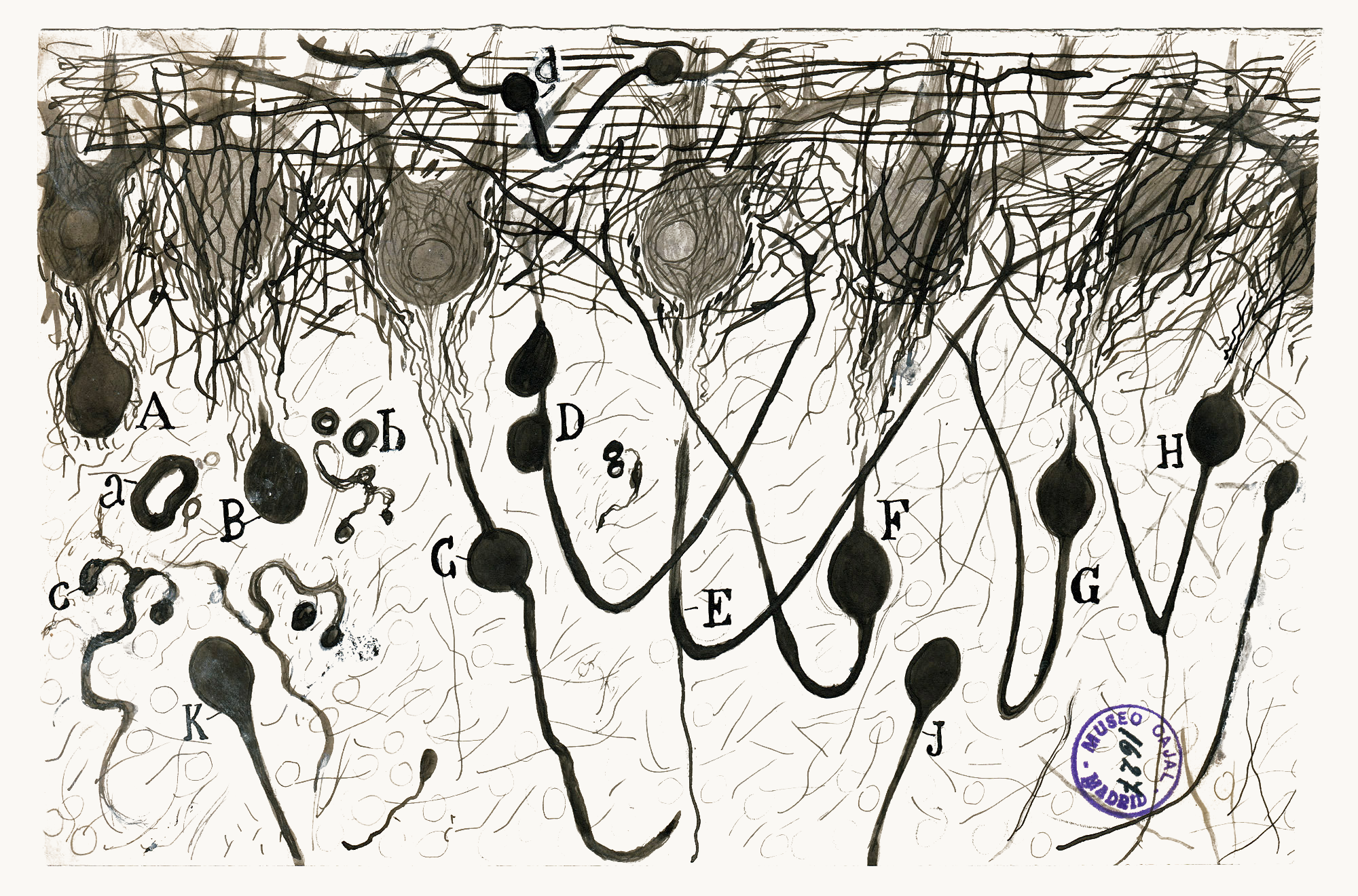 Santiago Ramón y Cajal — glial cells of the cerebral cortex. Public domain.