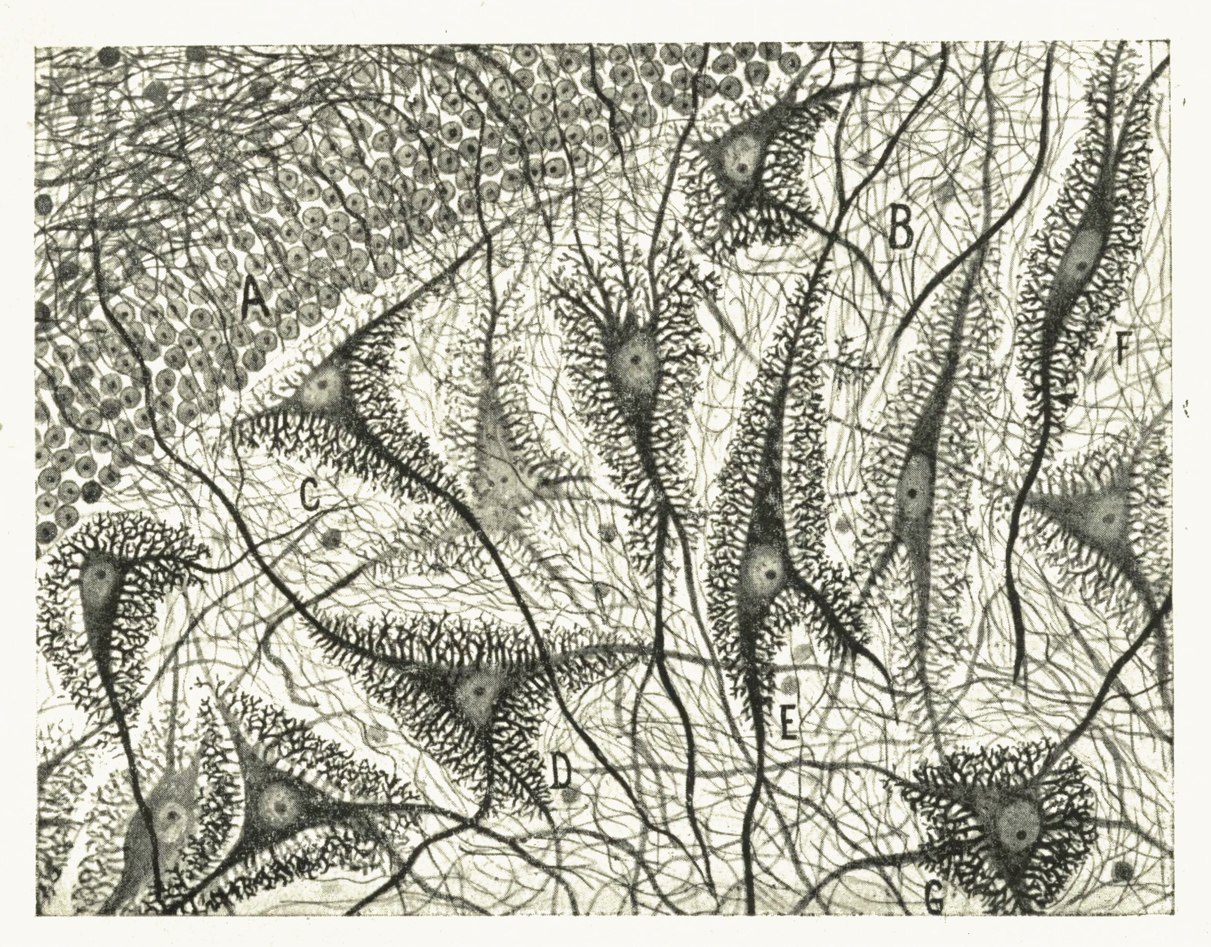 Santiago Ramón y Cajal — pyramidal cells of the cerebral cortex. Public domain.