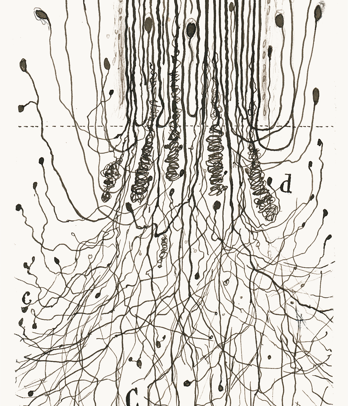 Santiago Ramón y Cajal — spinal cord cross-section. Public domain.