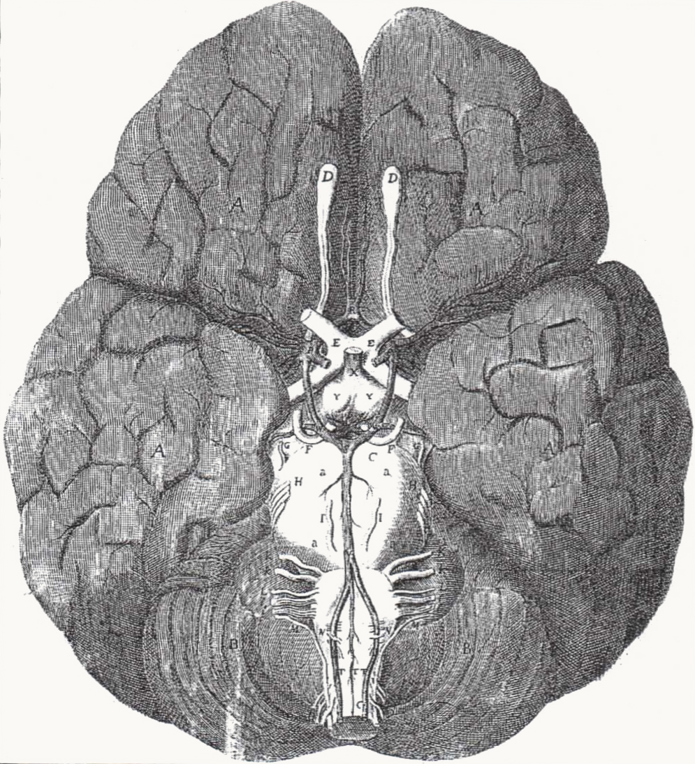 Thomas Willis, Cerebri Anatome (1664) — Circle of Willis. Engraved by Christopher Wren.